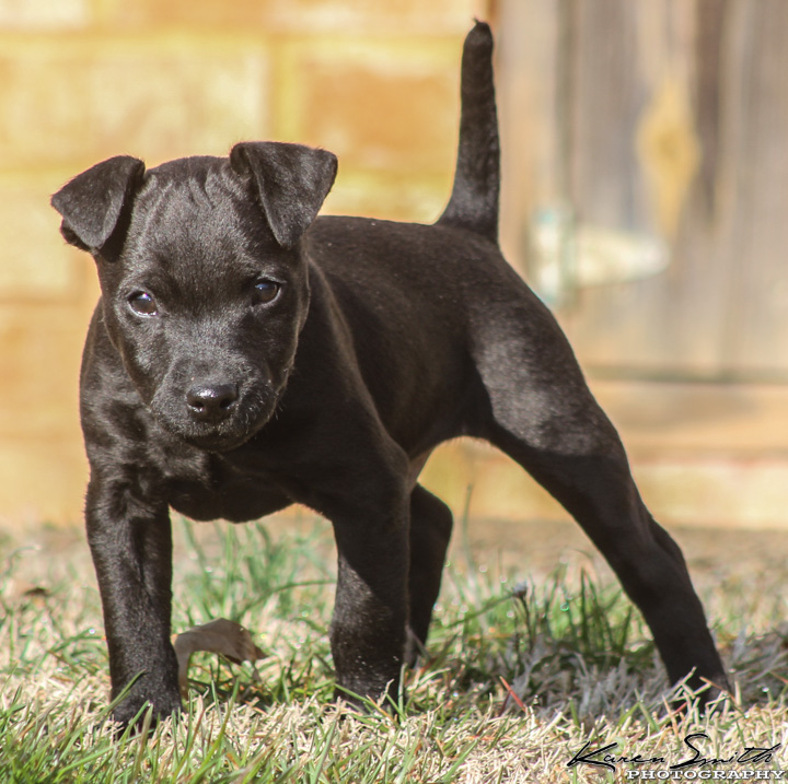 short haired patterdale terrier