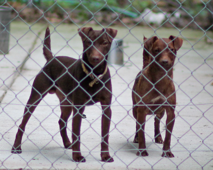 J&j patterdale hot sale terriers